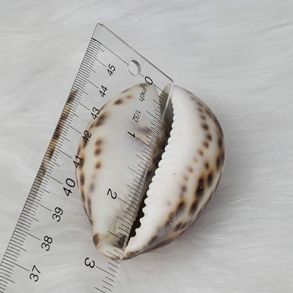 PEPPERLONELY 1PC Tiger Cowrie Sea Shells, 100% Genuine Natural Seashell‎ - Picture 7 of 8